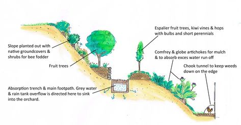 Planting on a slope! | Good Life Permaculture - RetroSuburbia Wild Plum Tree, Kiwi Vine, Plum Varieties, Espalier Fruit Trees, Orchard Design, Orchard Garden, Permaculture Gardening, Garden Design Layout, Food Forest