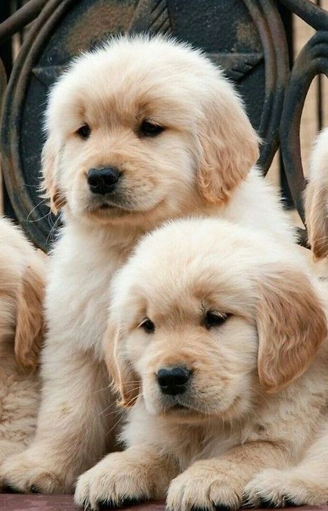 Chien Golden Retriever, Golden Retriever Mix, Dogs Funny, Golden Retriever Puppy, Retriever Puppy, Cute Dogs And Puppies, Cute Animal Photos, Golden Retrievers