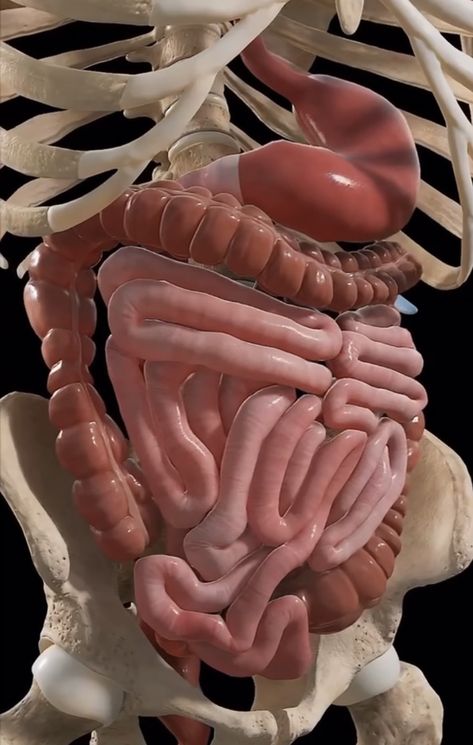 دورة حياة النبات, Inside Human Body, Human Muscle Anatomy, Bolesti Chrbta, Basic Anatomy And Physiology, Turmeric Health, Medical Videos, Biology Facts, Human Body Anatomy