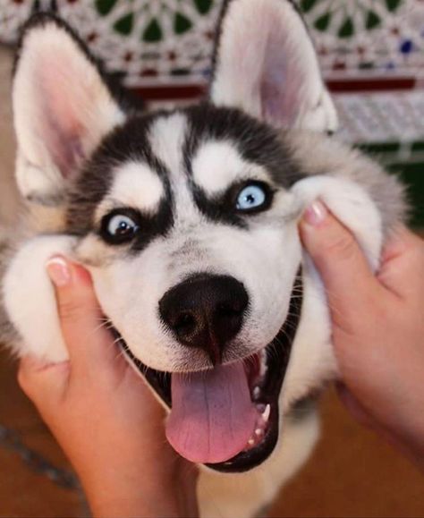 Siberian Husky Funny, Puppy Husky, Funny Husky, Cute Husky Puppies, Wolf Husky, Husky Photos, Husky Funny, Cute Husky, Siberian Husky Dog