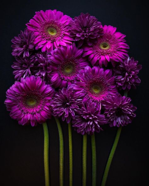 fine • art • flowers on Instagram: “purple • petals 💜💜💜 Have a beautiful day friends! © Michelle Newport Photography www.michellenewport.com • • • 📸Feel free to share this…” Purple Petals, Gerbera Flower, Aesthetic Objects, Have A Beautiful Day, Art Flowers, A Beautiful Day, Flowers Photography, My Flower, Newport