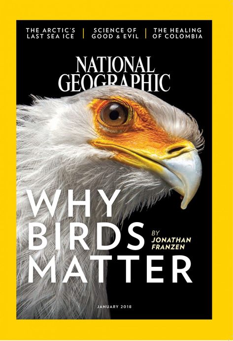 National Geographic Magazine Layout, Animal Magazine Cover, National Geographic Design, National Geographic Poster, National Geographic Cover, Typography Magazine, Animal Magazines, Jonathan Franzen, Breathtaking Photography