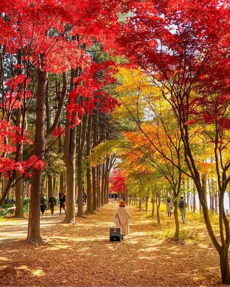 Nami Island Autumn, Fall In Korea, South Korea Culture, Korea Culture, Cities In Korea, Autumn In Korea, South Korea Photography, Nami Island, Trip Outfit