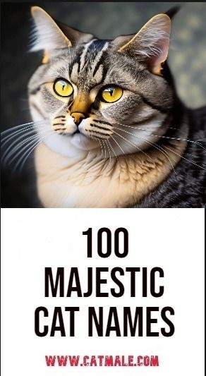 100 Majestic Cat Names Mainecoon Cat Names, Pretty Cat Names, Boy Cat Names Unique, Cats Names Ideas, Female Cat Names Unique, Male Cat Names Unique, Cat Names Boy, Cat Names Male, Cat Names Aesthetic