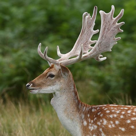 fallow buck White Tail Deer Buck, Deers In Snow, Persian Fallow Deer, Deer Species, Deer In Winter Forest, Fallow Deer, Deer Pictures, European Fallow Deer, Roe Deer