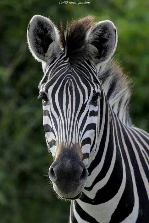 Zebra Portrait, Zebra Pictures, Zebra Face, Zebra Painting, Animal Photography Wildlife, Zoo Lights, Zebra Art, Mangekyou Sharingan, Zebras Animal