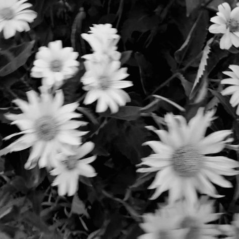 Black And White Spotify Covers Aesthetic, Black And White Summer Aesthetic, Black And White Flower Aesthetic, B W Aesthetic, Connor Tanner, Nature Photography Black And White, Wildflower Photo, Digital Aesthetic, Sun Aesthetic