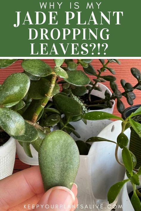 The top causes of jade plants dropping leaves and how to fix each problem! Jade Plant Cuttings, Jade Plant Problems, How To Trim Jade Plant, How To Care For Jade Plant Indoors, Jade Plants Varieties, Jade Plant Propagation, Jade Plant Pruning, Jade Plant Bonsai, Plant Knowledge