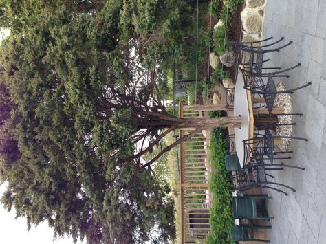 Bar Around Tree Trunk, Bar Table Around Tree, Patio With Tree In Middle, Front Yard Table And Chairs, Table Around Tree Trunk, Bar Around Tree, Table Around Tree, Tree Seating, Farmhouse Picnic Table