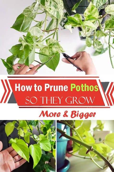 How To Trim Pothos Plant, Prune Pothos, Garden Ideas Beginner, Cozy Garden Ideas, Houseplant Propagation, Plumeria Care, Inside House Plants, Indoor Cactus Plants, Plant Planters