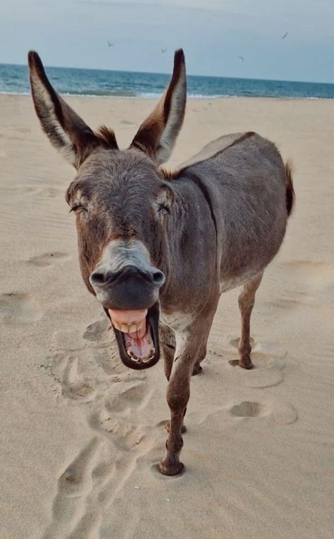 Donkey Funny, Donkey Farm, Baby Donkey, Miniature Donkey, Cute Donkey, Animal Humour, A Donkey, Animals Pictures, Pitbull Puppies