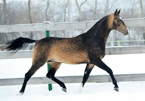 Ahal Teke, Horses In Snow, Horse Markings, Akhal Teke Horses, Horse Reference, Horse Coats, Gorgeous Horses, Horse Inspiration, Horse Colors