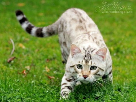 Pricing & Purchase Info - Wildrose Bengals