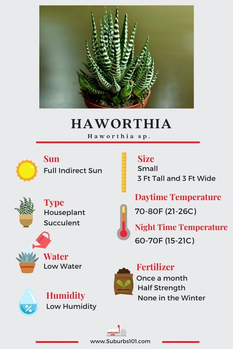 7 Tips on How to Care for Your Haworthia Plant (Infographic) Plant Infographic, Inside House Plants, Cactus House Plants, Succulent Potting Mix, Nerve Plant, Indoor Water Garden, Zebra Plant, Plant Care Houseplant, Succulent Soil