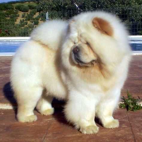 One of God’s beautiful canine’s — the Chow Chow. Chows come in six solid colors: Red, Black, Cinnamon, Blue, Cream and White. One of God’s beautiful canine’s — the Chow Chow. Chows come in six solid colors: Red, Black, Cinnamon, Blue, Cream and White. #chowchow White Chow Chow, Chow Chow Dog Puppy, Perros Chow Chow, Funny Dog Jokes, Dog Jokes, Fluffy Dogs, Cute Dogs And Puppies, Chow Chow, Baby Dogs