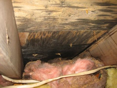 In the first post, we looked at how adding insulation could lead to frozen pipes if the insulation was put in the wrong location. But, just like a sweater, if you put everything you want to be warm… Attic Vent, Loft Rooms, Attic Vents, Building Science, Attic Office, Attic Renovation Ideas, Attic Ideas, Finished Attic, Attic Playroom