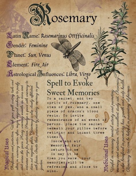 Herb Correspondences, Spell Ideas, Plant Meanings, Lavender Witch, Witch's Garden, Book Of Shadows Pages, Witchcraft Herbs, Grimoire Pages, Magickal Herbs