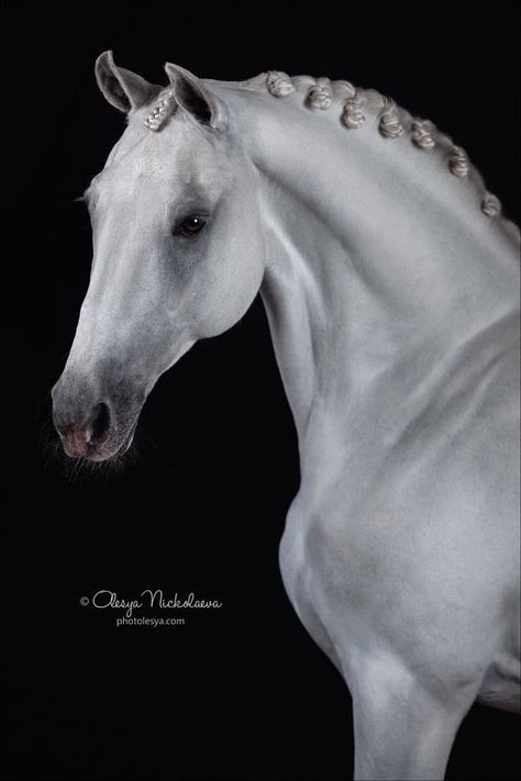 Horse Poses Reference, Horse Head Photography, Orlov Trotter, Head Photography, Equine Photography Poses, Spirit Horse Movie, Horse Poses, Unusual Horse, Horse Markings