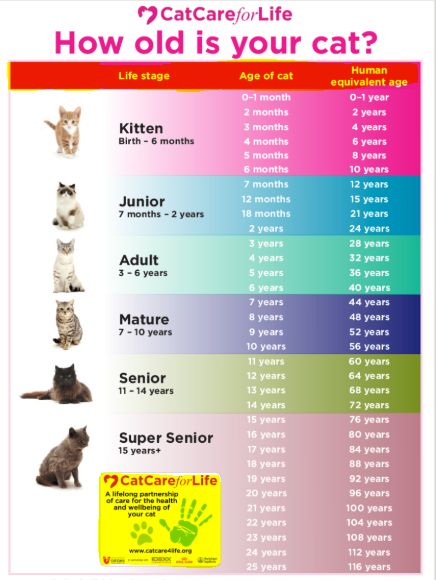 How Many Cat Years to Human Years Calculator | Petco Near Me Cat Weight Chart, First Time Cat Owner, Weight Charts, Cat Years, Cat Ages, Older Cats, Cat Hacks, Senior Cat, Kitten Care