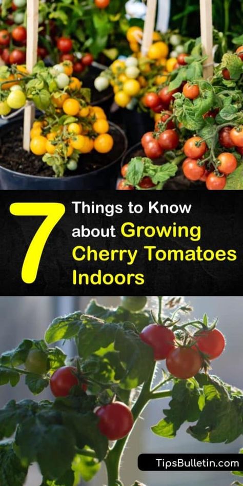 Tomato Plants Indoors, How To Grow Cherry Tomatoes From Seeds, Growing Tomatoes Indoors Winter, How To Grow Cherry Tomatoes In A Pot, How To Grow Tomatoes Indoors, Indoor Tomato Garden, Indoor Tomato Plant, Cherry Tomato Growing, Alaskan Living