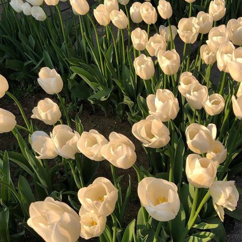 Tulips, White Tulips, In The Garden, The Garden, White