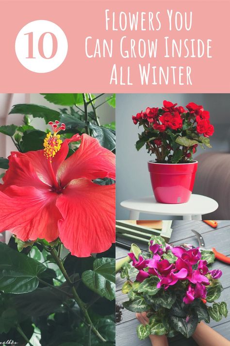 Inside House Plants, Plants Living Room, Easiest Flowers To Grow, Flowering House Plants, Low Light Indoor Plants, Indoor Flowering Plants, Inside Plants, Winter Plants, Best Indoor Plants