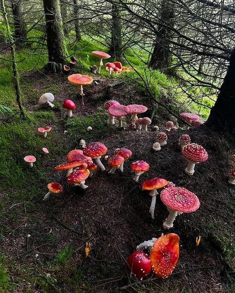 Types Of Forests, Moss Rug, Mushroom Images, Mushroom Plant, Mushroom Pictures, Mushroom Fungi, Mushroom Decor, Red Cap, Natural Forms