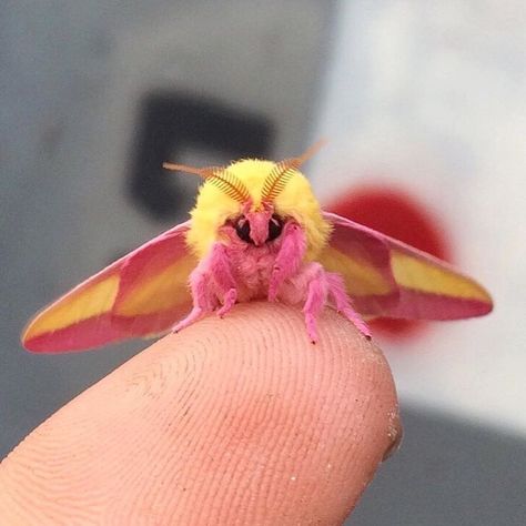 Poodle Moth, Maple Moth, Tortoise Beetle, Pink Moth, Rosy Maple Moth, Colorful Moths, Cute Moth, Pictures Of Insects, Cool Bugs