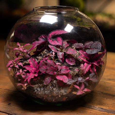 Made a redarrium today. Plants below 👇 • Cryptanthus rubens • Hypoestes • Fittonia • Begonia • Iresine #bristol #ome #terrariums #plants #interiordesign Nature Home, Landscape Decor, April 26, Bristol, Terrarium, Interior Design, Plants, Pink, On Instagram