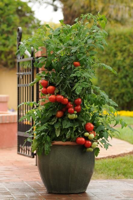 Tomato Container Gardening, Growing Tomatoes In Pots, Tomatoes In Pots, Growing Tomatoes Indoors, Tomatoes In Containers, Growing Organic Tomatoes, Growing Tomato Plants, Tomato Farming, Growing Tomatoes In Containers