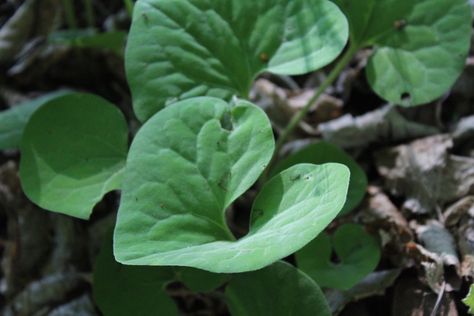 Foraging Wild Ginger Wild Ginger Plant, Wild Food Foraging, Ginger Plant, Medicinal Herbs Garden, Wild Ginger, Edible Landscaping, Wild Edibles, Wild Food, Edible Plants