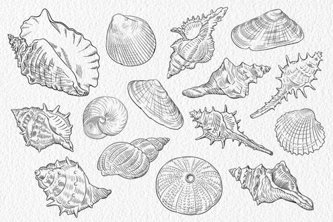 Shells Stamp brushes for Procreate by ViktoriArt on @creativemarket Ocean Outline, Jesse Tattoo, Sea Life Tattoos, Seashell Illustration, Snail Tattoo, Tattoo Sheets, Seashell Tattoos, Procreate Stamp Brushes, Seashell Pattern