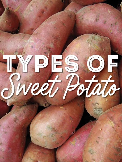 Sweet potatoes are a staple ingredient used for roasting, making fries, or mashing. There are numerous different types of sweet potatoes that we're covering in-depth in this helpful guide to sweet potato varieties. Sweet Potato Varieties, Sweet Potato Smoothie, Sweet Potato Benefits, Sweet Potato Cookies, Potato Varieties, Japanese Sweet Potato, Loaded Sweet Potato, Orange Skin, Food Scientist