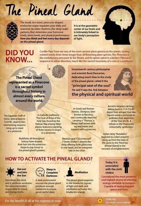 Dr Joe Dispenza on Twitter: "The #Pineal Gland represented as a Pinecone is a sacred symbol throughout history and in every culture of the world. https://t.co/9sH2AwFT6t" Jivamukti Yoga, Brain Book, Yoga Nature, Pineal Gland, Les Chakras, Circadian Rhythm, Chakra Meditation, Morning Yoga, Reflexology