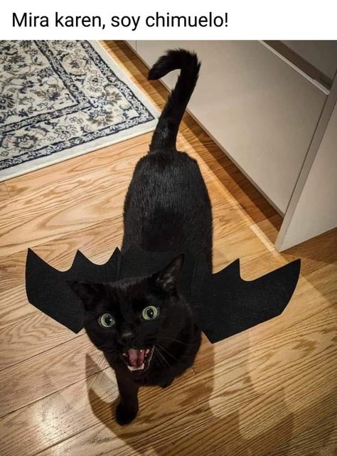 Dragon Cat, Cute Bat, A Black Cat, Cat Costumes, Funny Cat Pictures, Cat Clothes, Halloween Cat, Cat Pics, Cats Of Instagram