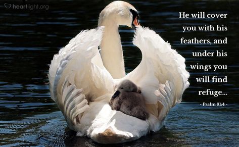 Psalm 91:4—He will cover you with his feathers, and under his wings you will find refuge... Baby Swan, Mute Swan, Todays Verse, Beautiful Swan, Baby Posters, Most Beautiful Animals, White Swan, Wild Life, Animals Of The World