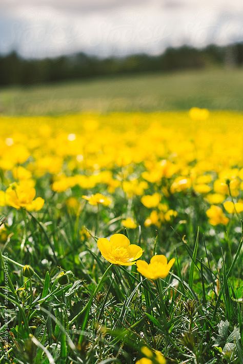 Buttercup Field, Field Of Yellow Flowers, Yellow Field, Buttercup Flower, Cardinal Flower, Flower Cottage, Meadow Garden, Perfect Beard, Field Of Flowers