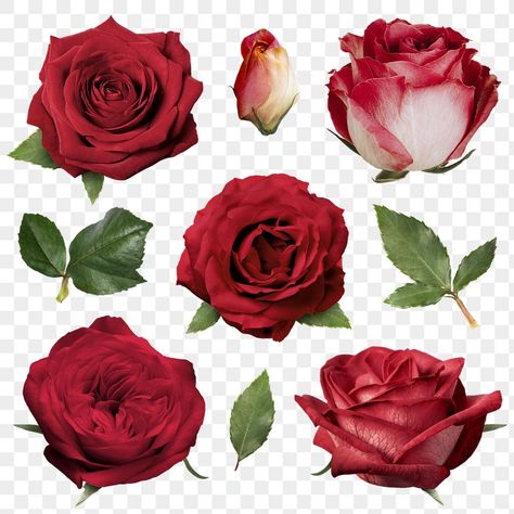 Red Roses Collage, Red Flowers Png, Red Roses Png, Collage Motion, Roses Collage, Rose Collage, Collage Png, Collage Supplies, Roses Png