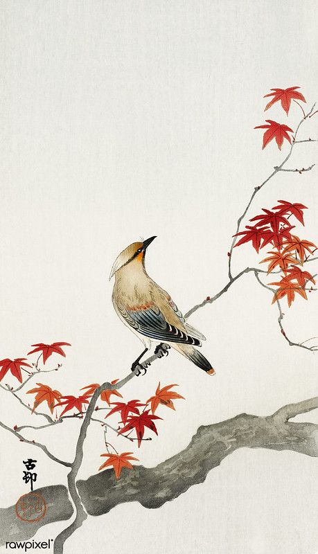 Japanese plague bird on maple (1900 - 1936) by Ohara Koson… | Flickr Landscape Wall Painting, Japanese Bird, Japan Painting, Art Chinois, Japanese Watercolor, Ohara Koson, Japanese Art Prints, Japanese Artwork, Asian Painting