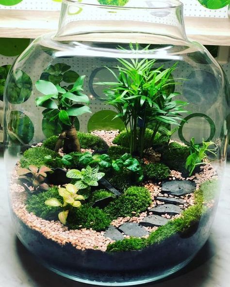 Tarerium Ideas, Plant Ideas Indoor, Front Of House Plants, Indoor Plant Hacks, Indoor Plant Ideas, Closed Terrarium Plants, Terrarium Scene, Aesthetic Plant, Indoor Plants Styling