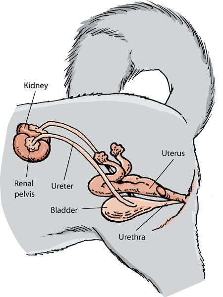 The Urinary System of Dogs - Dog Owners - Merck Veterinary Manual Anatomy Of Dog, Urinary Bladder Anatomy, Bladder Anatomy, Vet School Motivation, Veterinary Anatomy, The Urinary System, Veterinarian Technician, Urinary Bladder, Pet Healing