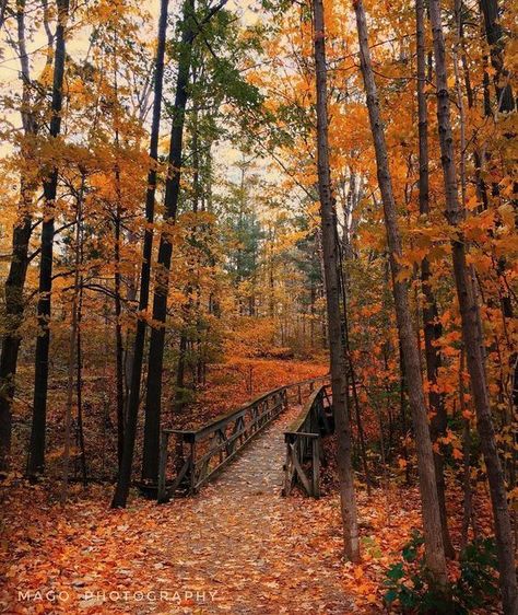 Nature, Fall Hikes, Fall Boards, Ontario Travel, Autumn Magic, Nature Hikes, Fall Hiking, Fall Outdoor, Autumn Vibes