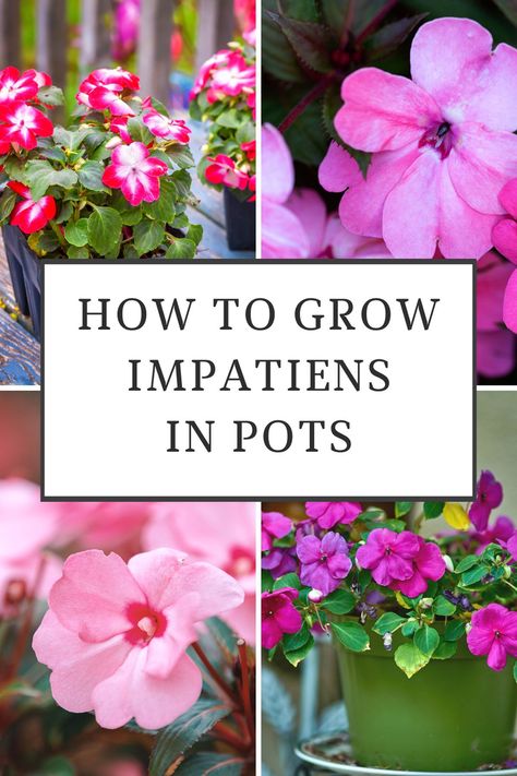 Few garden plants are as versatile as impatiens plants. They come in a wide variety of colors, and new varieties have been developed that will even thrive in full sun. They are no longer just plants for shade or partial shade! Impatiens In Pots, Impatients Flowers, Impatiens Flowers, Plants For Shade, Impatiens Plant, Container Flowers, Garden Care, Shade Plants, Growing Herbs