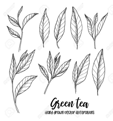 Tea Leaf Tattoo, Tea Leaves Tattoo, Tea Leaves Illustration, Tee Illustration, Bicep Tattoos, Tea Tattoo, Herbal Leaves, Tattoos Female, Leaves Tattoo