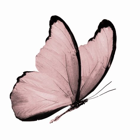 Images Terrifiantes, Butterfly Art Painting, Davao, Png Icons, Butterfly Art, Pink Aesthetic, All The Way, Pretty Wallpapers, Aesthetic Art