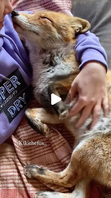 Otters, Wild Animals Videos, Otters Cute, Laughing And Crying, Baby Fox, Animal Videos, Most Favorite, Beautiful Soul, Animal Gifs