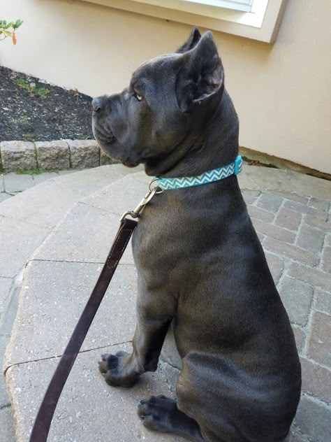 Pridenjoyz Cane Corso Bring the Heat aka Bodhi.  Health tested with great temperaments. Gray Cane Corso Puppy, Cute Cane Corso, Came Corso Dog, Gray Cane Corso, Came Corso Puppy, Cane Corso Grey, Cane Corso Puppy, Blue Cane Corso, Chien Cane Corso