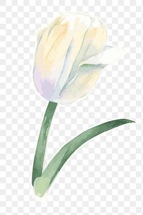 Purple Aster Flower, Free Floral Printables, Tulip Png, Purple Aster, Tulips Watercolor, Tulip Drawing, Flower Transparent, White Lily Flower, Yellow Rose Flower