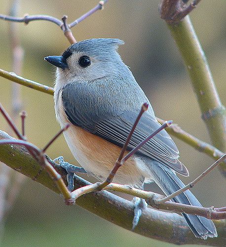 Tufted Titmouse, Bird Images, Bird Sitting, Winter Birds, Beautiful Bird, Airbrush Art, Funny Birds, Nature Birds, Backyard Birds