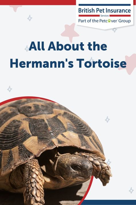 With the Hermann's Tortoise being one of the more popular species in the UK, what do you need to know before picking one as a pet? Hermann Tortoise, Run Through, Pet Insurance, Exotic Pets, Do You Need, Tortoise, The Uk, Insurance, Need To Know